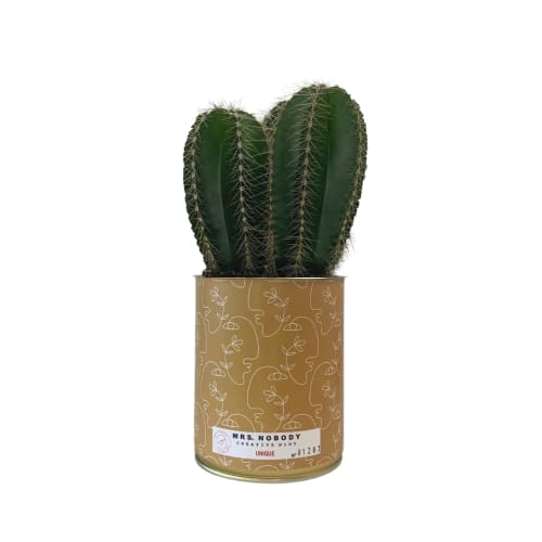 Jardin Plantes d'intérieur et fleurs d'intérieur | Cactus ou Succulente - RE62270