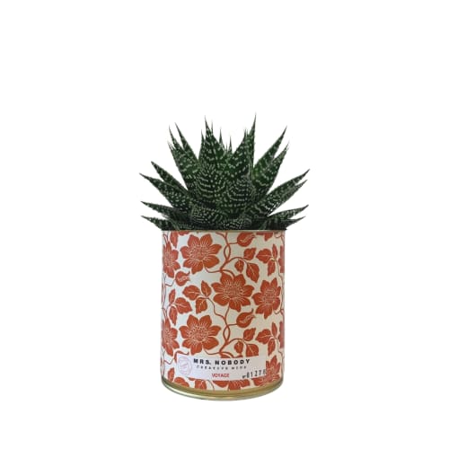 Jardin Plantes d'intérieur et fleurs d'intérieur | Cactus ou Succulente - VS18843