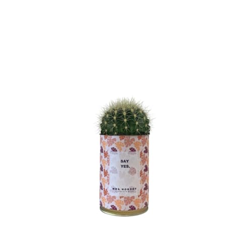 Jardin Plantes d'intérieur et fleurs d'intérieur | Cactus ou Succulente - CV29750
