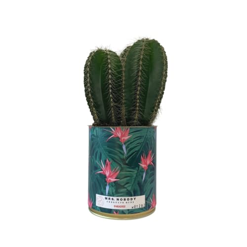 Jardin Plantes d'intérieur et fleurs d'intérieur | Cactus ou Succulente - GG63136