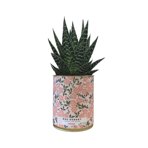 Jardin Plantes d'intérieur et fleurs d'intérieur | Cactus ou Succulente - XQ99911