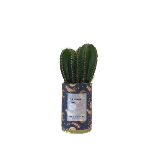 Jardin Plantes d'intérieur et fleurs d'intérieur | Cactus ou Succulente - VE63609