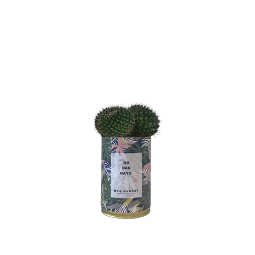 Jardin Plantes d'intérieur et fleurs d'intérieur | Cactus ou Succulente - UZ44235