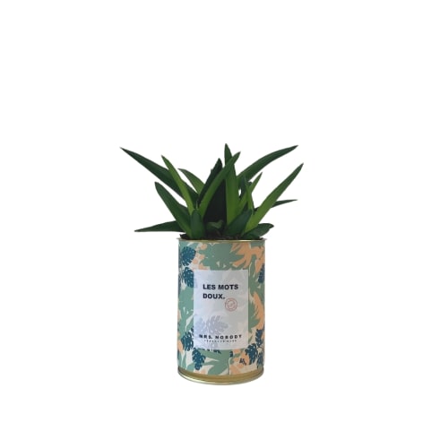 Jardin Plantes d'intérieur et fleurs d'intérieur | Cactus ou Succulente - QC05498