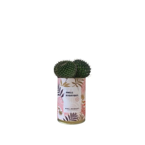 Jardin Plantes d'intérieur et fleurs d'intérieur | Cactus ou Succulente - LP43089