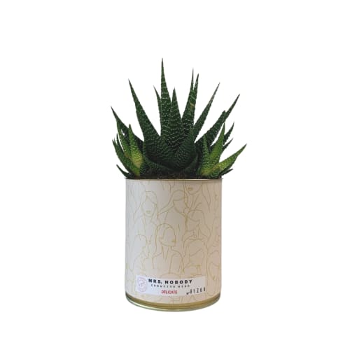 Jardin Plantes d'intérieur et fleurs d'intérieur | Cactus ou Succulente - KV05615