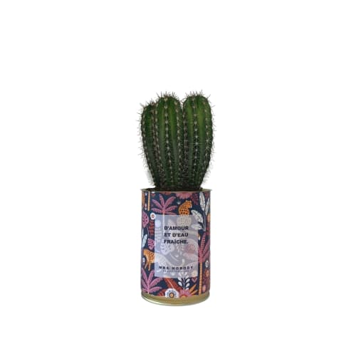 Jardin Plantes d'intérieur et fleurs d'intérieur | Cactus ou Succulente - OW63762