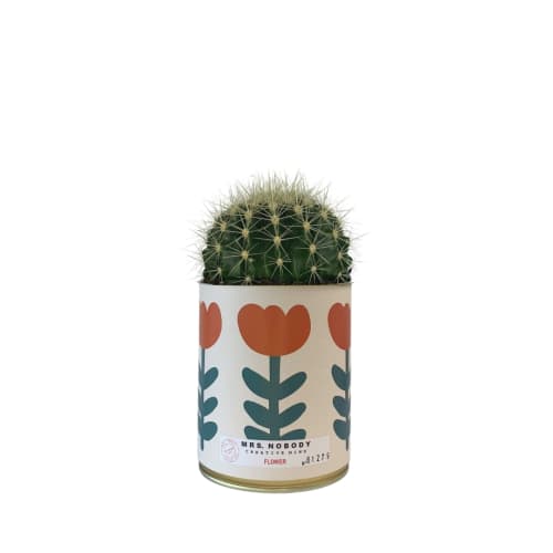 Jardin Plantes d'intérieur et fleurs d'intérieur | Cactus ou Succulente - GX79609