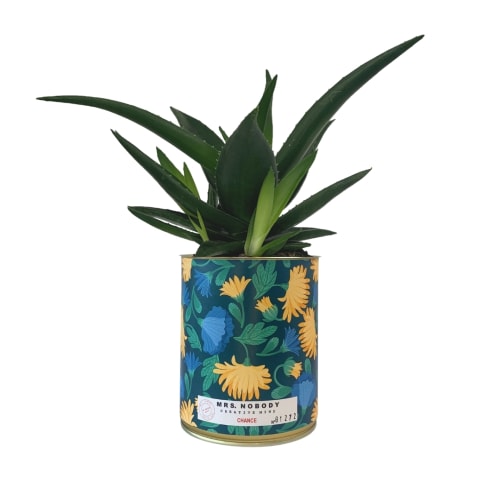 Jardin Plantes d'intérieur et fleurs d'intérieur | Cactus ou Succulente - YF47383