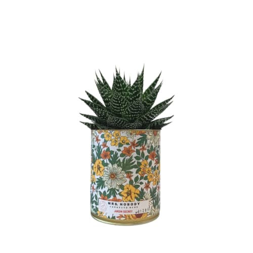 Jardin Plantes d'intérieur et fleurs d'intérieur | Cactus ou Succulente - ZJ73287
