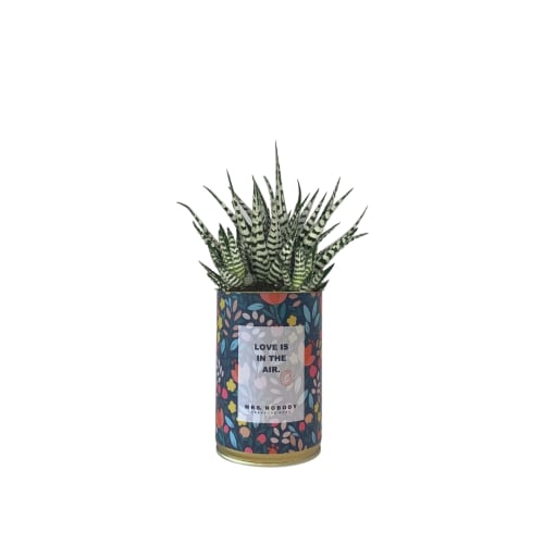 Jardin Plantes d'intérieur et fleurs d'intérieur | Cactus ou Succulente - HU74000