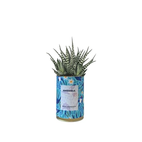 Jardin Plantes d'intérieur et fleurs d'intérieur | Cactus ou Succulente - QL17620