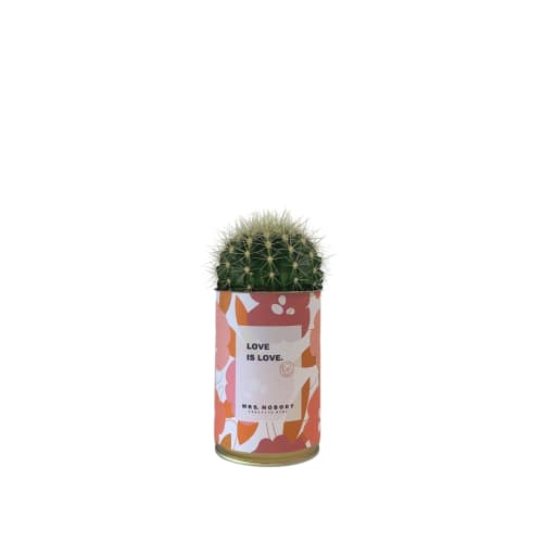 Jardin Plantes d'intérieur et fleurs d'intérieur | Cactus ou Succulente - IU37754