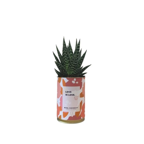 Jardin Plantes d'intérieur et fleurs d'intérieur | Cactus ou Succulente - IO28239
