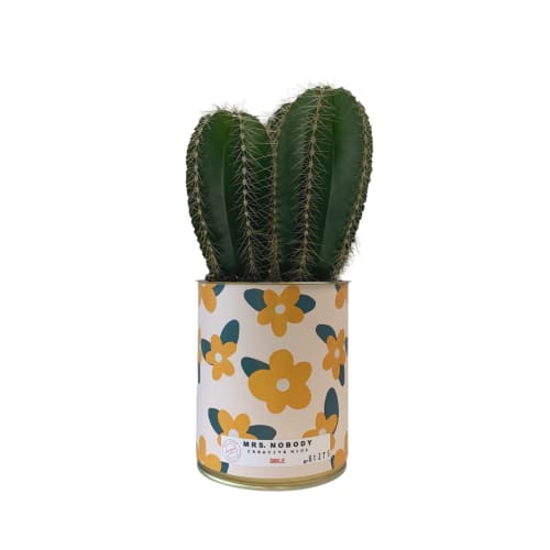 Jardin Plantes d'intérieur et fleurs d'intérieur | Cactus ou Succulente - XQ27307