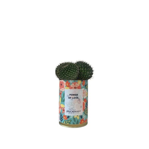 Jardin Plantes d'intérieur et fleurs d'intérieur | Cactus ou Succulente - QB98819