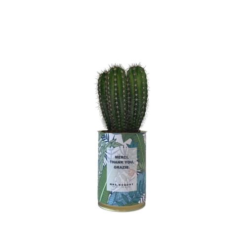 Jardin Plantes d'intérieur et fleurs d'intérieur | Cactus ou Succulente - TJ41456