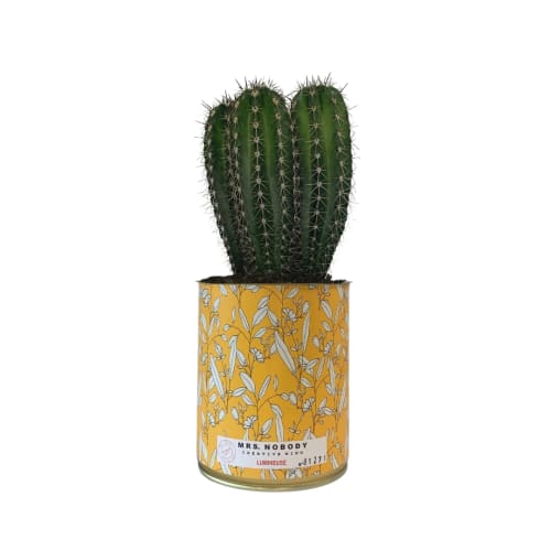 Jardin Plantes d'intérieur et fleurs d'intérieur | Cactus ou Succulente - GF78053