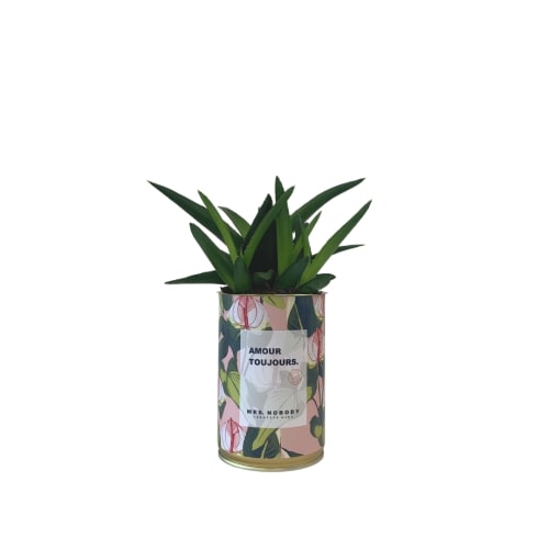 Jardin Plantes d'intérieur et fleurs d'intérieur | Cactus ou Succulente - YD12998
