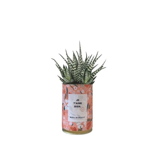 Jardin Plantes d'intérieur et fleurs d'intérieur | Cactus ou Succulente - UY96811