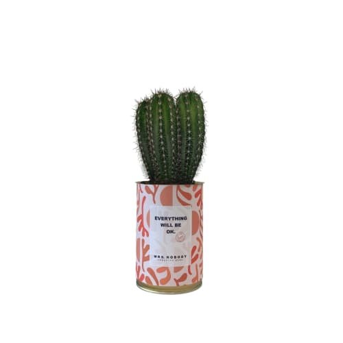 Jardin Plantes d'intérieur et fleurs d'intérieur | Cactus ou Succulente - YO95722