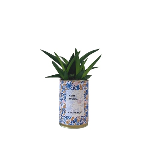 Jardin Plantes d'intérieur et fleurs d'intérieur | Cactus ou Succulente - RT56180