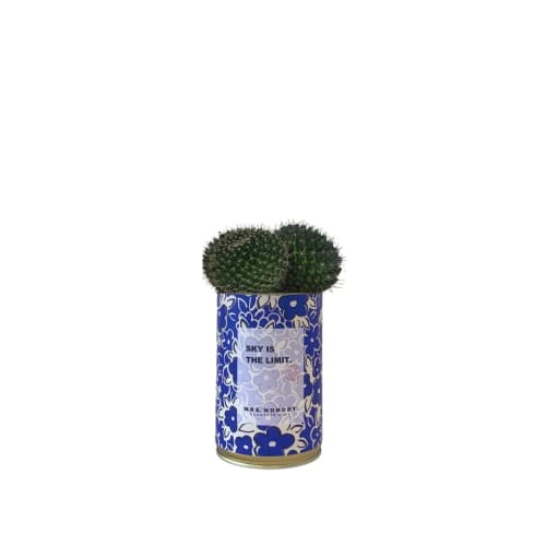Jardin Plantes d'intérieur et fleurs d'intérieur | Cactus ou Succulente - WL21628