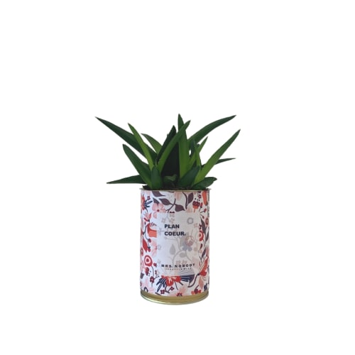Jardin Plantes d'intérieur et fleurs d'intérieur | Cactus ou Succulente - ZX49031