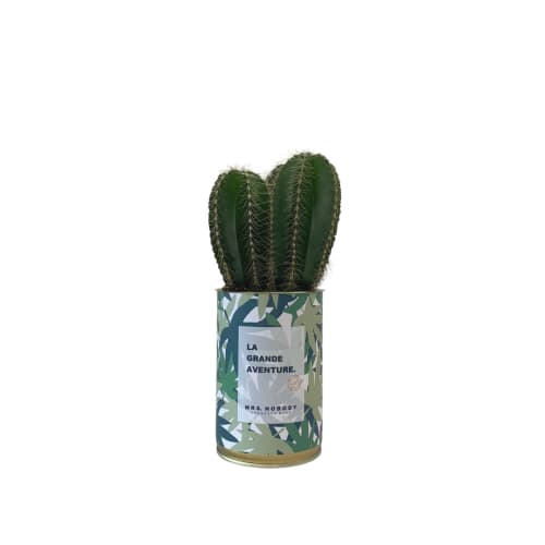 Jardin Plantes d'intérieur et fleurs d'intérieur | Cactus ou Succulente - ND83931