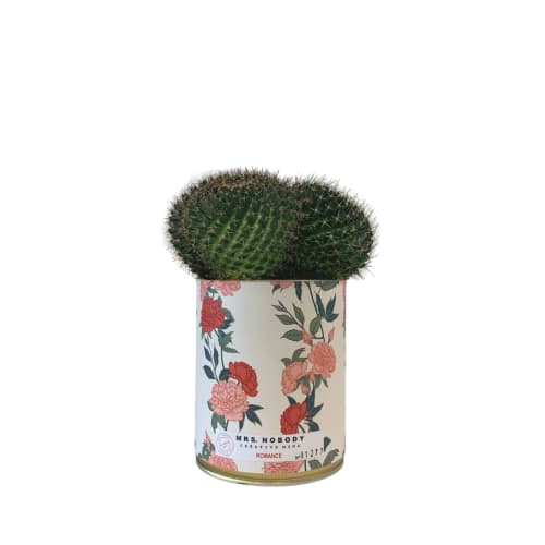 Jardin Plantes d'intérieur et fleurs d'intérieur | Cactus ou Succulente - CV20397