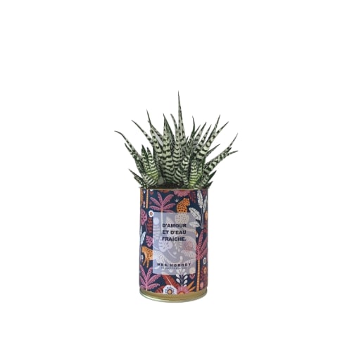 Jardin Plantes d'intérieur et fleurs d'intérieur | Cactus ou Succulente - TF79000