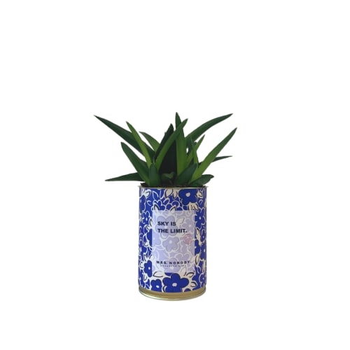 Jardin Plantes d'intérieur et fleurs d'intérieur | Cactus ou Succulente - CV80207