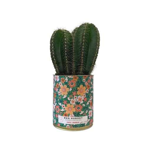 Jardin Plantes d'intérieur et fleurs d'intérieur | Cactus ou Succulente - HH97529