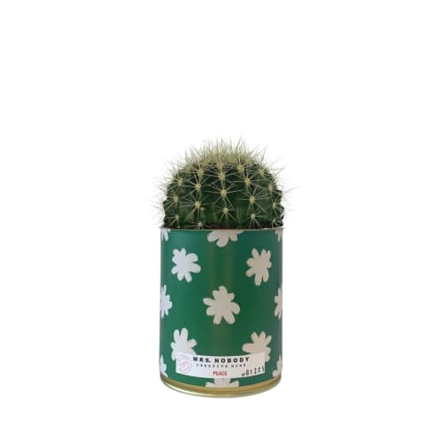 Jardin Plantes d'intérieur et fleurs d'intérieur | Cactus ou Succulente - MQ94117