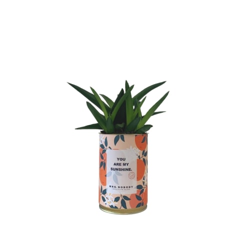 Jardin Plantes d'intérieur et fleurs d'intérieur | Cactus ou Succulente - DM67026