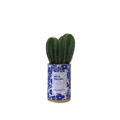 Jardin Plantes d'intérieur et fleurs d'intérieur | Cactus ou Succulente - FI20289