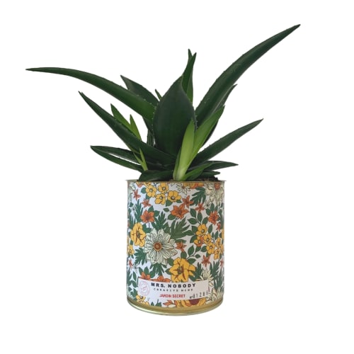 Jardin Plantes d'intérieur et fleurs d'intérieur | Cactus ou Succulente - RK93955