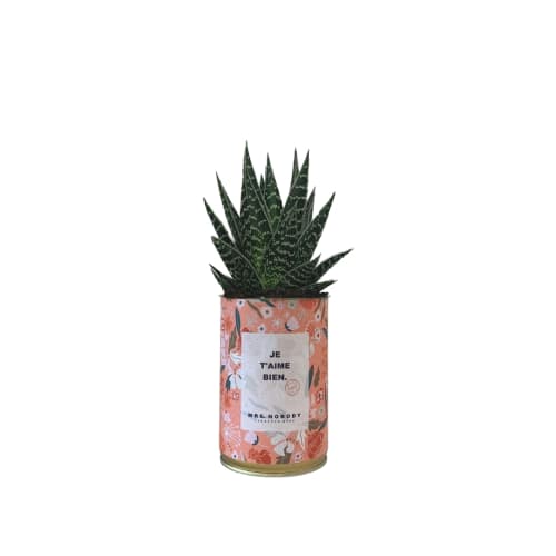 Jardin Plantes d'intérieur et fleurs d'intérieur | Cactus ou Succulente - EZ66334