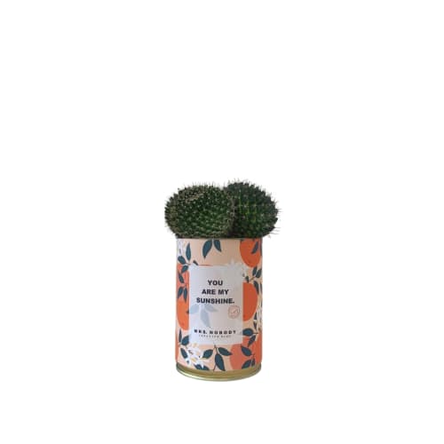 Jardin Plantes d'intérieur et fleurs d'intérieur | Cactus ou Succulente - GJ33557