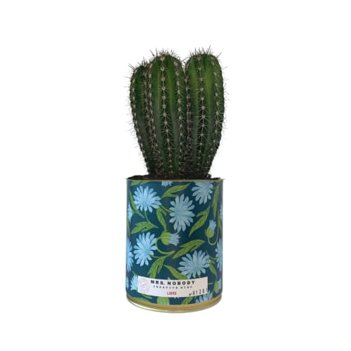 Jardin Plantes d'intérieur et fleurs d'intérieur | Cactus ou Succulente - BO13673