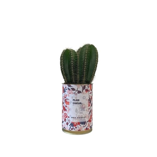 Jardin Plantes d'intérieur et fleurs d'intérieur | Cactus ou Succulente - JE18203