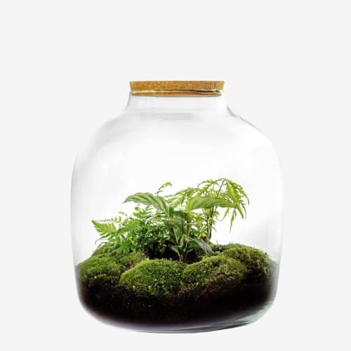 Kit terrarium en verre XXL plante hebe 45x40cm Maisons du Monde