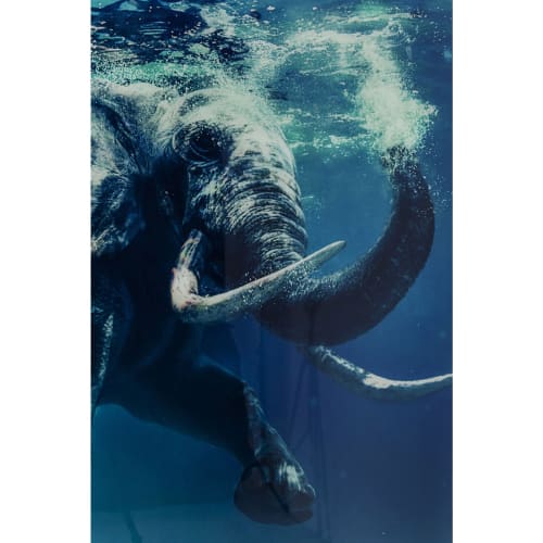 Déco Toiles et tableaux | Tableau éléphant sous l'eau en verre 180x120 - JF54578