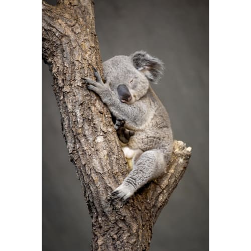 Déco Toiles et tableaux | Tableau sur verre koala endormi 30x45 cm - NI91777