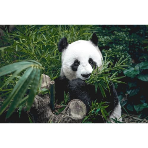 Déco Toiles et tableaux | Tableau sur verre panda qui mange 30x45 cm - JH54196
