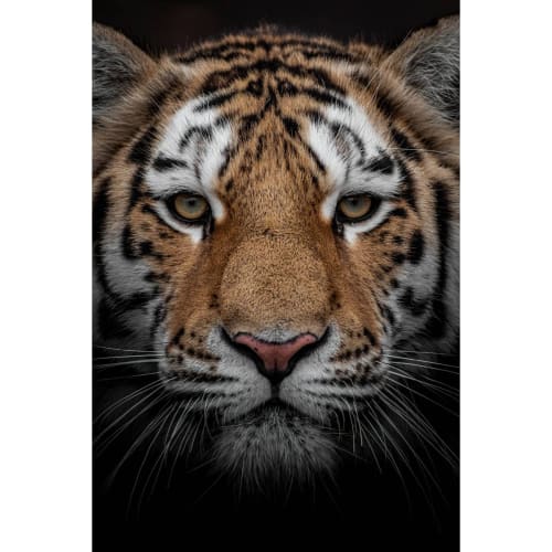 Déco Toiles et tableaux | Tableau sur verre portrait tigre 30x45 cm - TV06753