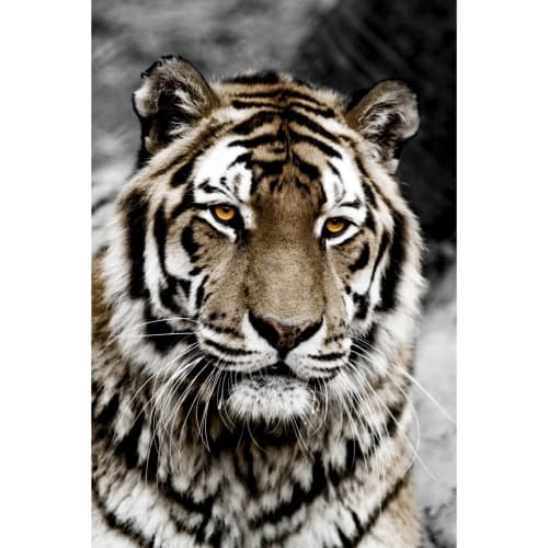 Tableau Sur Verre Synthetique Tigre De Face 80x1 Cm Reg Art Maisons Du Monde