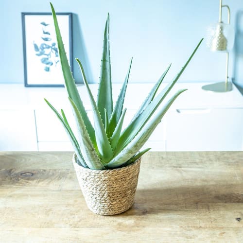 Jardin Plantes d'intérieur et fleurs d'intérieur | Aloe vera + cache-pot plante d'intérieur facile d'entretien - FS02741
