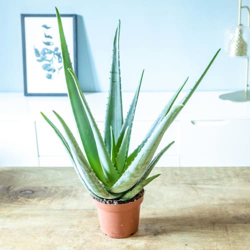 Jardin Plantes d'intérieur et fleurs d'intérieur | Aloe vera plante d'intérieur facile d'entretien - EN13061