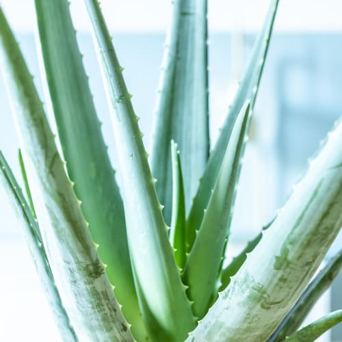 Jardin Plantes d'intérieur et fleurs d'intérieur | Aloe vera plante d'intérieur facile d'entretien - EN13061